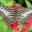Sertoma_Butterfly_House image
