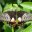Sertoma_Butterfly_House image